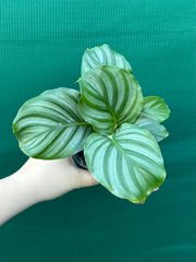 Calathea ‘Orbifolia’