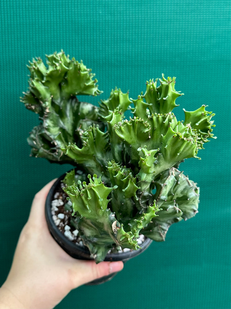 Euphorbia Lactea f. cristata NEW