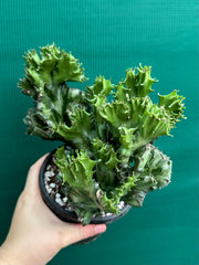 Euphorbia Lactea f. cristata NEW