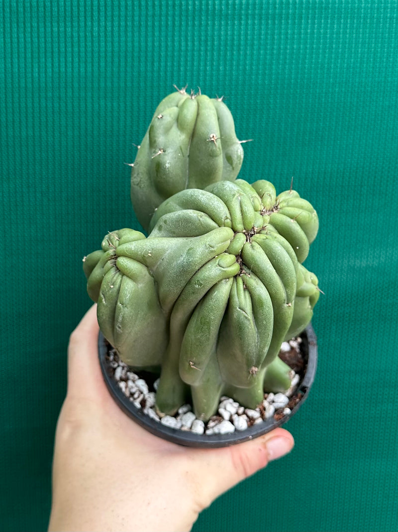 Cereus Peruvianus 'Monstrose'