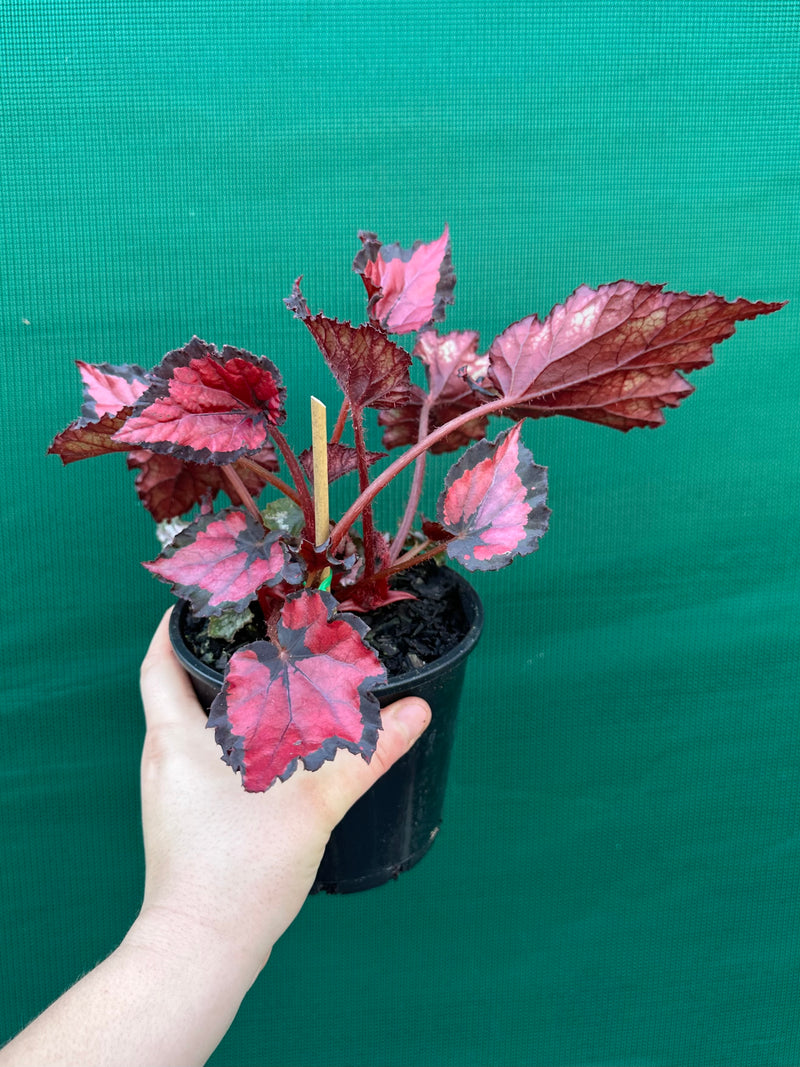 Begonia ‘Red Kiss’