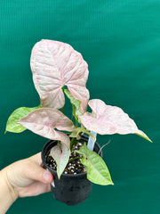 Syngonium ‘Pink Spot’
