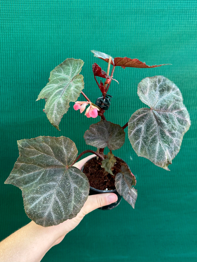 Begonia ‘Robyn’