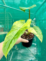 Philodendron ‘Domesticum Variegated’