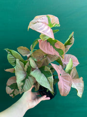 Syngonium ‘Beauty’