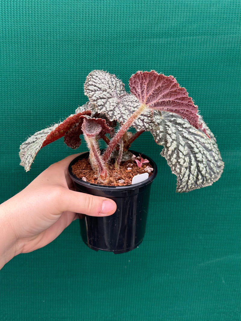 Begonia ‘Sri Lankan Beauty’