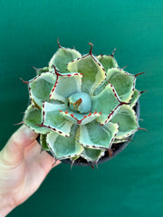 Agave kissho kan