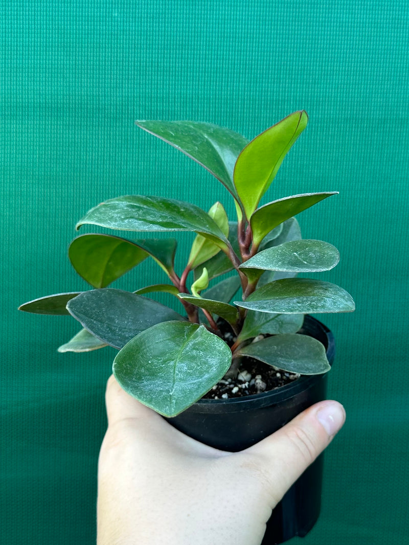 Peperomia ‘Red Edge’