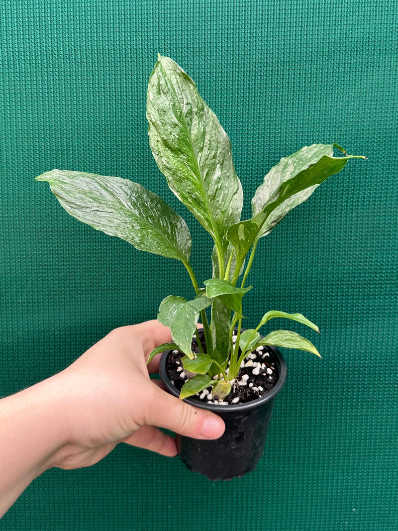 Spathiphyllum ‘Domino’ NEW