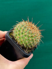 Mammillaria ‘Ginsa Maru’ NEW