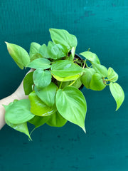 Philodendron ‘Heart Leaf Lime’