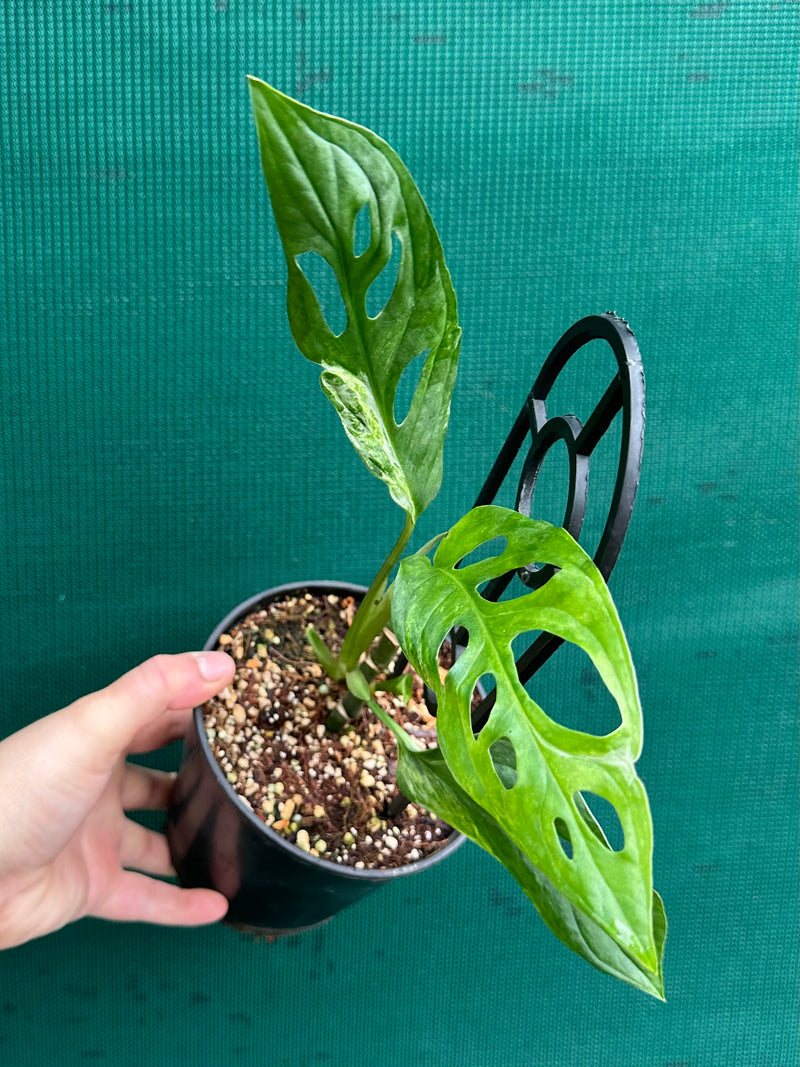 Monstera ‘Adansonii Japanese’ Mottled Variegation NEW