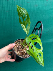 Monstera ‘Adansonii Japanese’ Mottled Variegation NEW