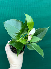 Anthurium NOID 2