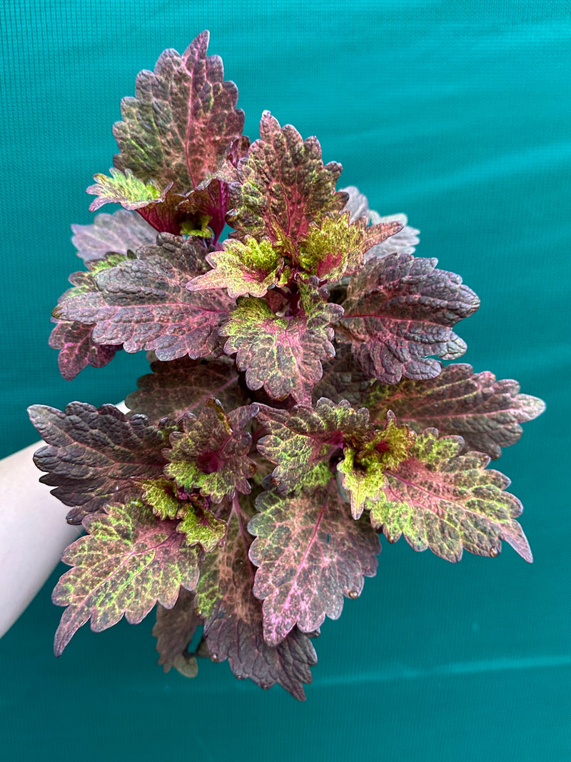 Coleus ‘Summers’ NEW