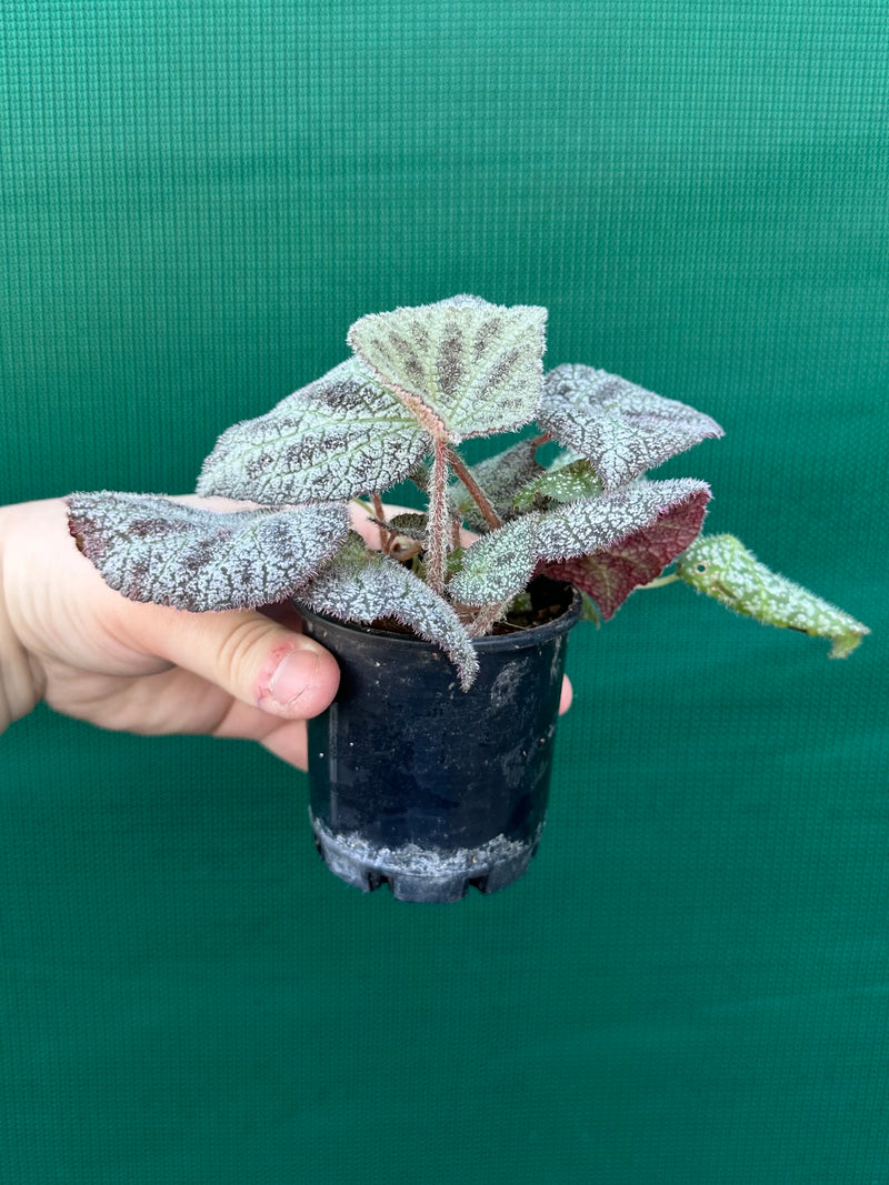 Begonia ningingensis (White Form) NEW