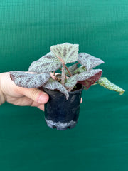 Begonia ningingensis (White Form) NEW