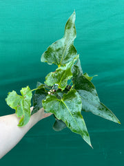 Anthurium ferrierense crisped