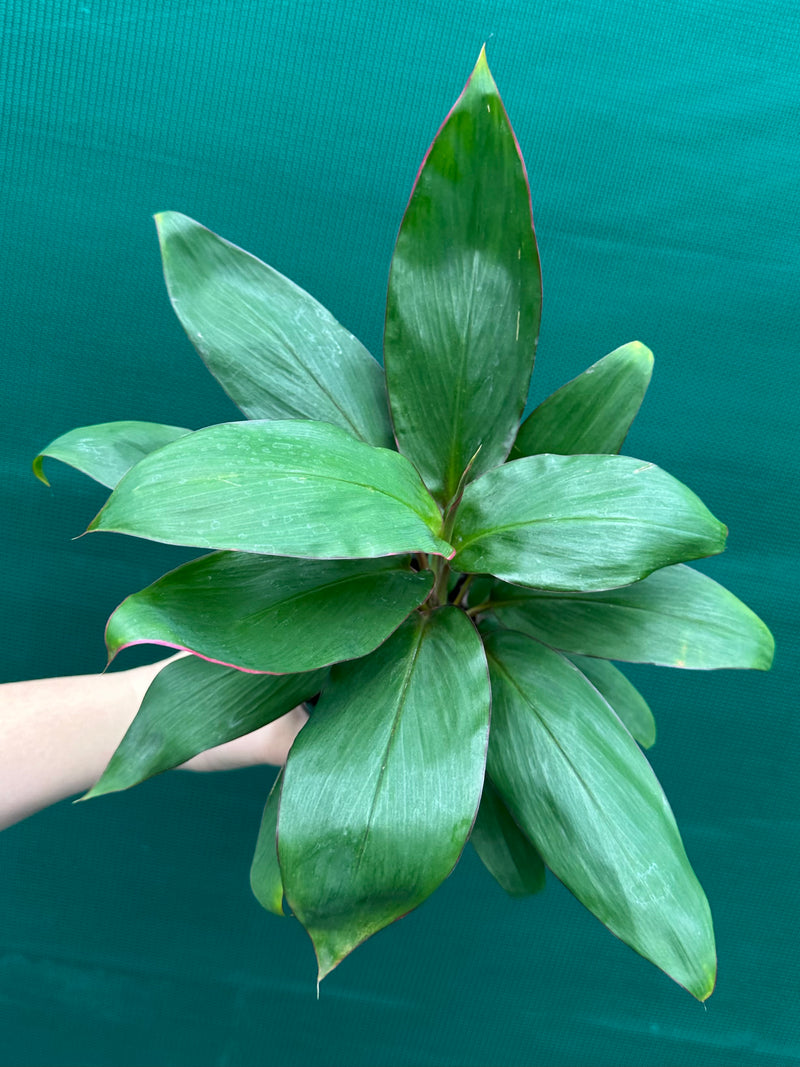 Cordyline fruticosa ‘Stacey’ NEW