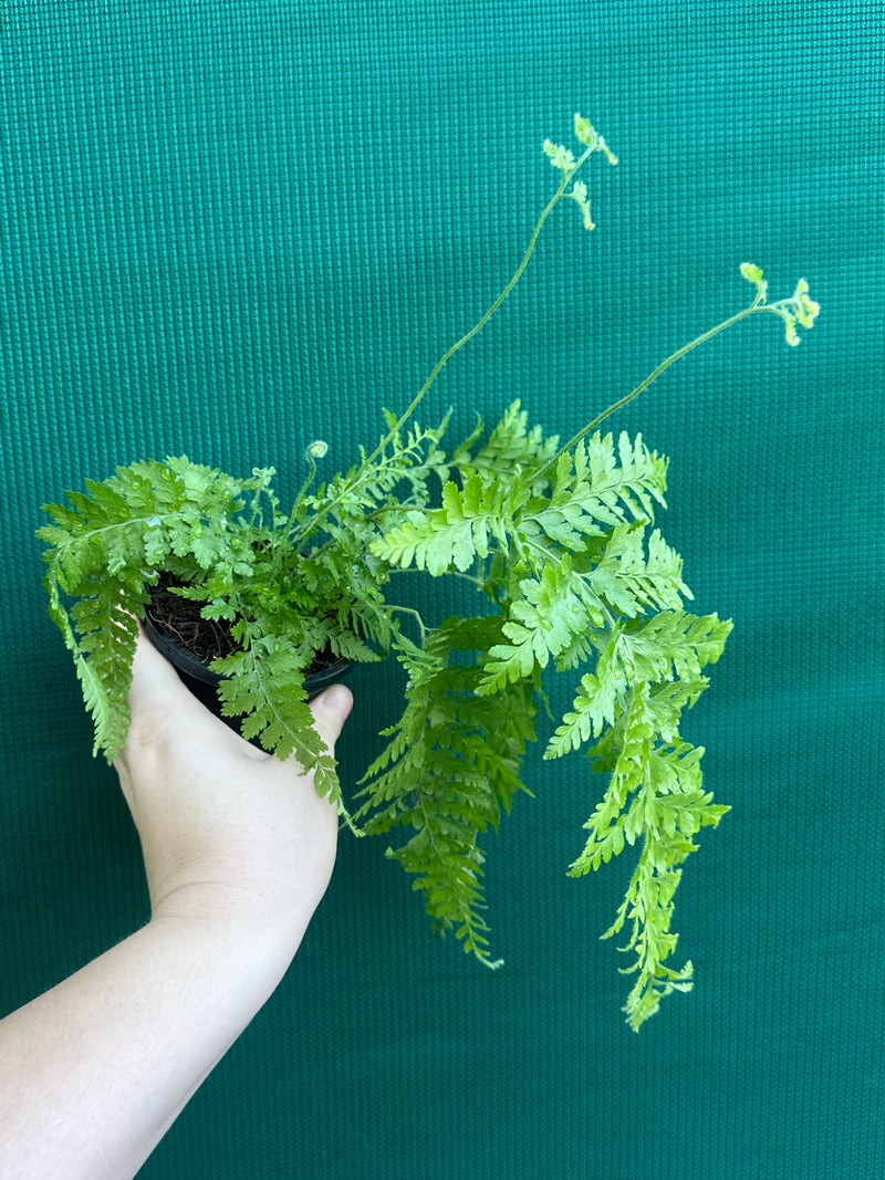 Dryopteris dilatata ‘Broad Buckler Fern’