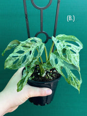 Monstera ‘Adansonii’ Mottled Variegation NEW