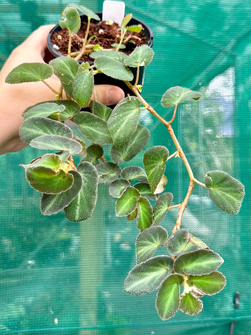 Begonia thelmae (species) NEW