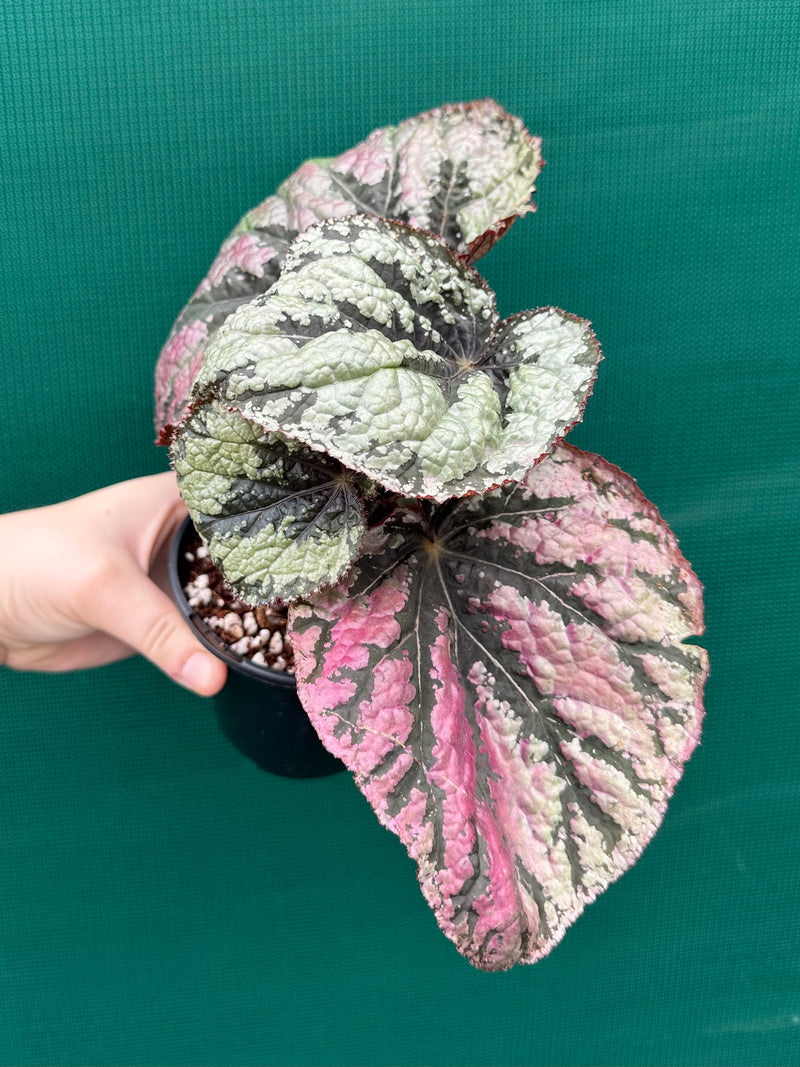 Begonia ‘Logan Beauty’