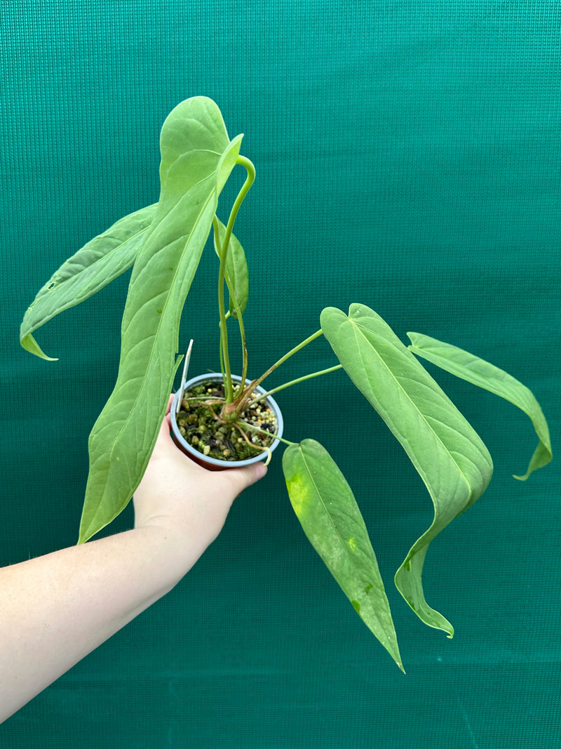 Anthurium ‘Panamense’ NEW