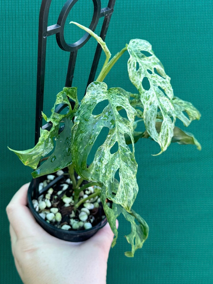 Monstera ‘Adansonii’ Mottled Variegation