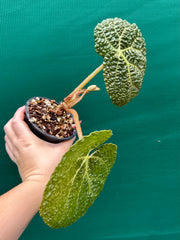 Begonia gehrtii