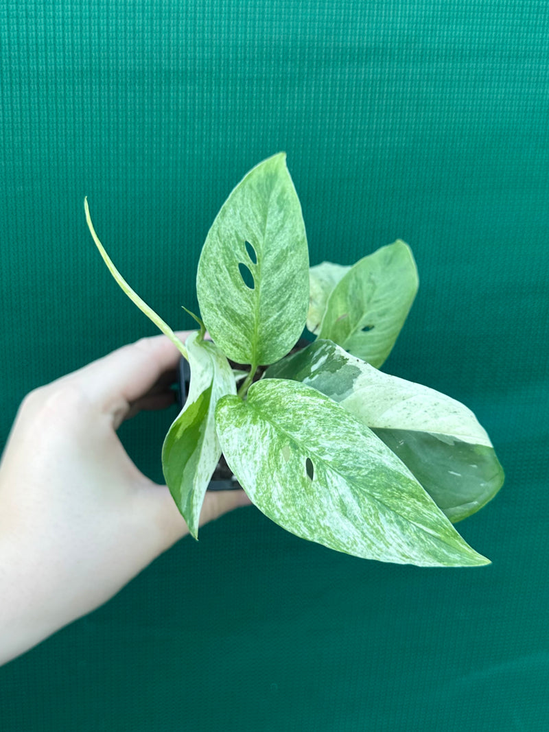 Monstera ‘Laniata      Variegata Mint’