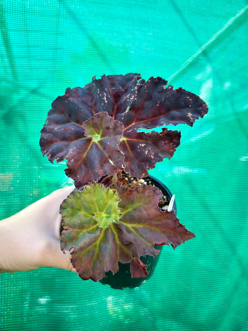 Begonia ‘Crimson Imperial’