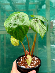 Begonia ‘Nelumbiifolia Rubra’ NEW