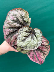 Begonia ‘Logan Beauty’