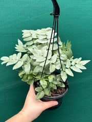 Pellaea ‘Silvery Moon’ NEW