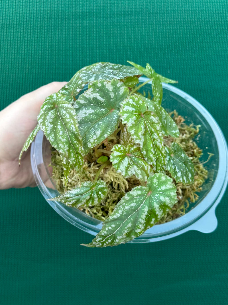 Begonia lukuana NEW