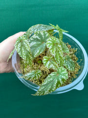 Begonia lukuana NEW