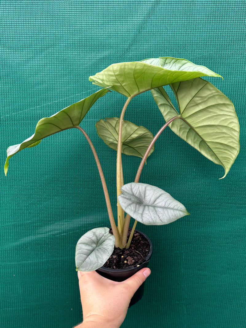 Alocasia bisma (silver)