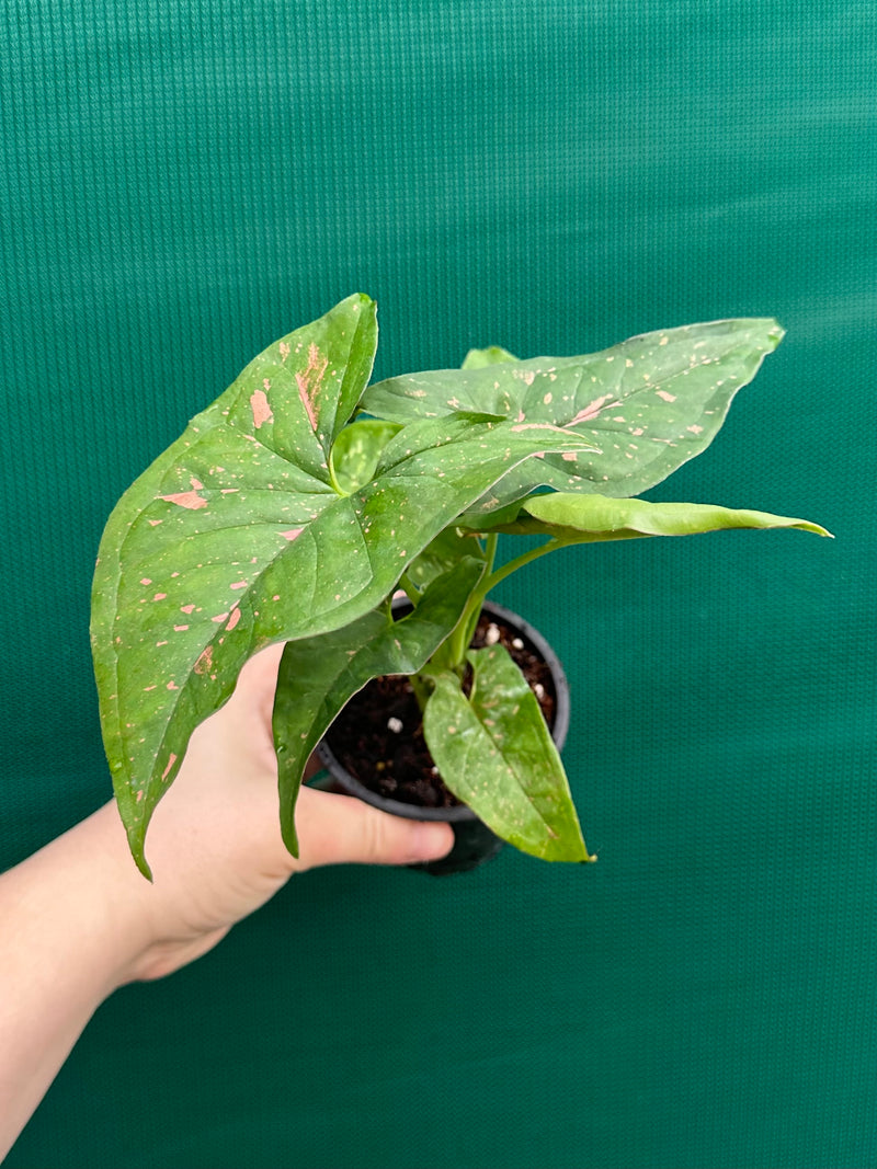 Syngonium ‘Pink Splash’