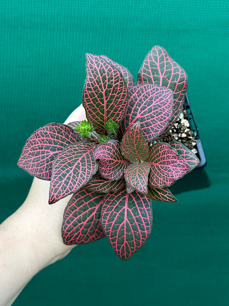 Fittonia ‘Flammule’