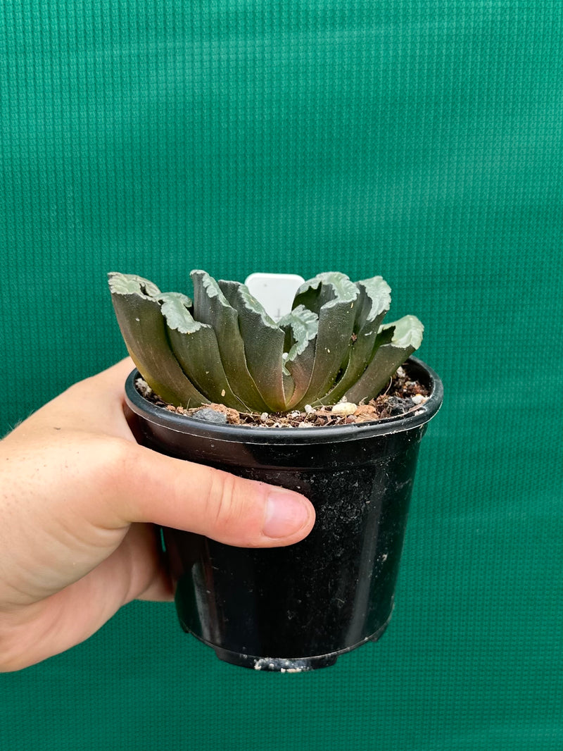 Haworthia truncata dark green NEW