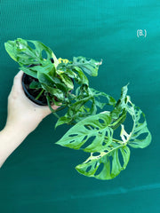Monstera ‘Adansonii’ Variegated Albo