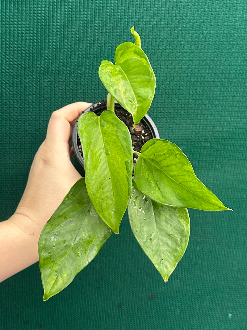 Pothos 'Green Queen’