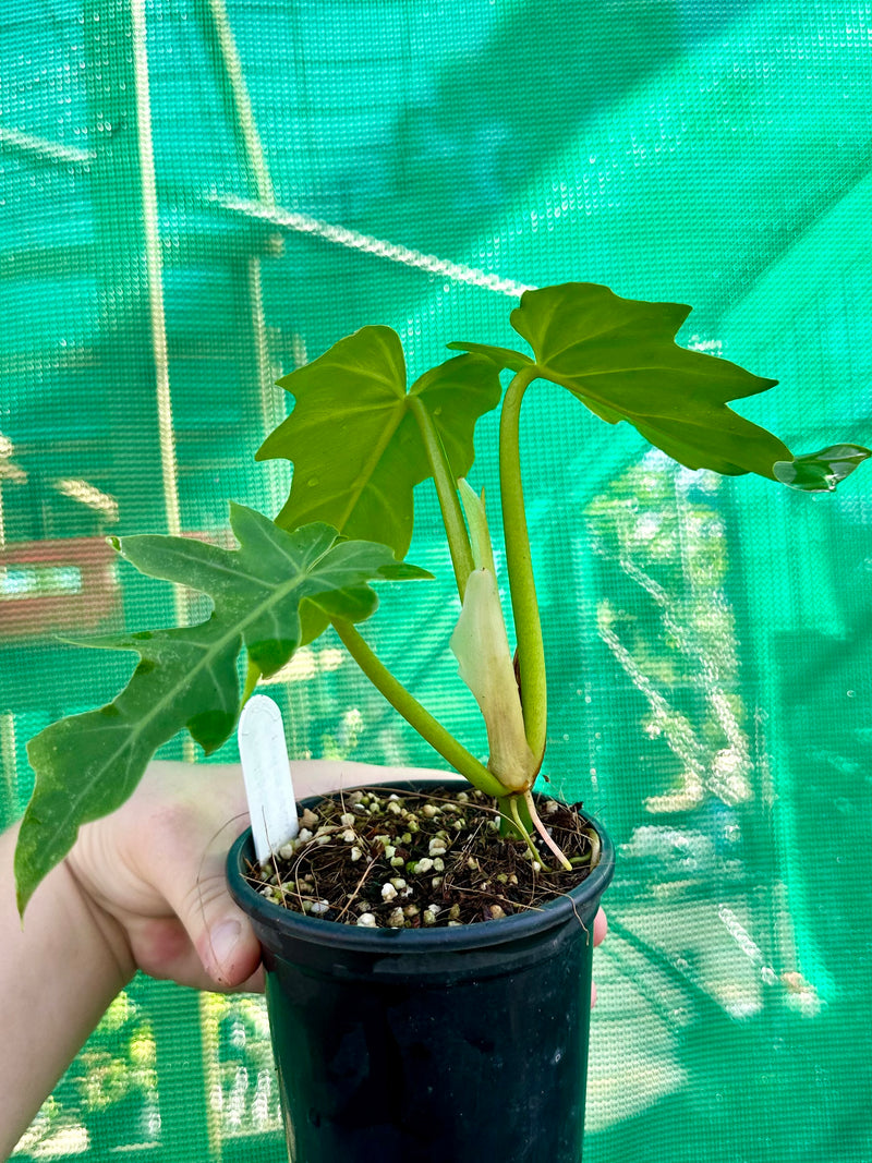Philodendron 'Radiatum'