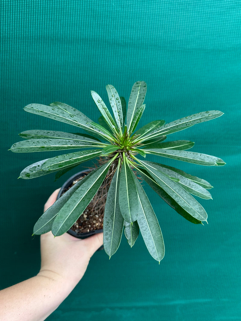 Pachypodium lamerei NEW