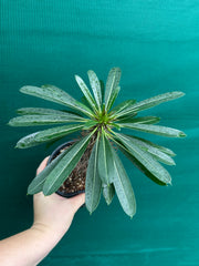Pachypodium lamerei NEW