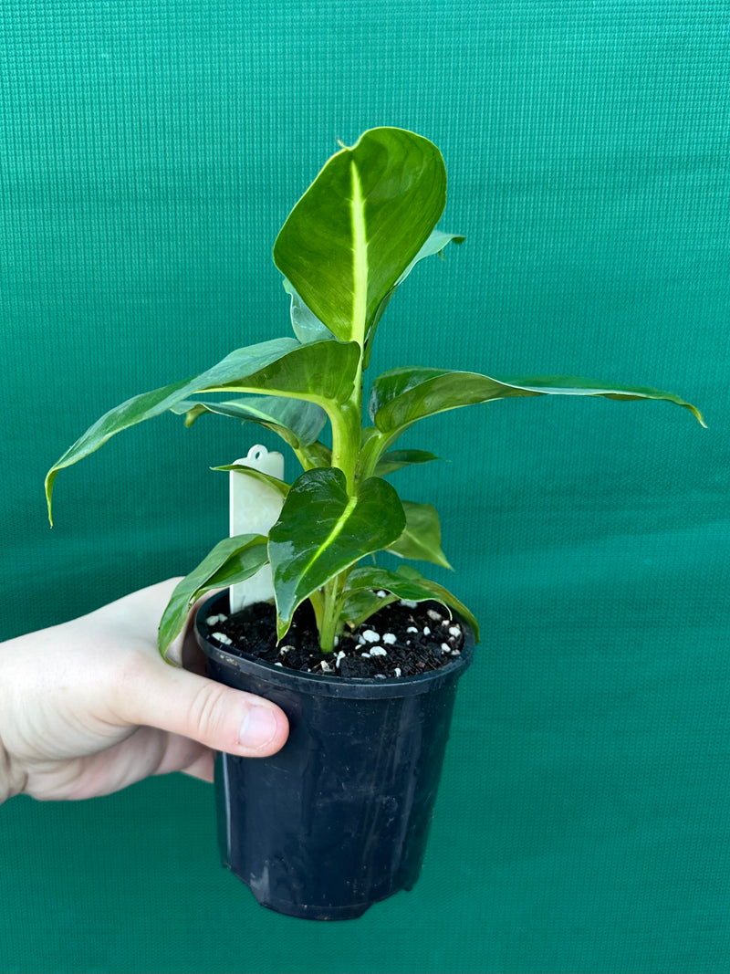 Dieffenbachia ‘Green Magic’ NEW