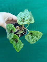 Begonia masoniana NEW