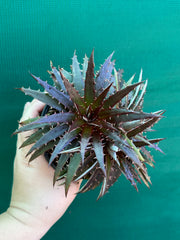 Dyckia