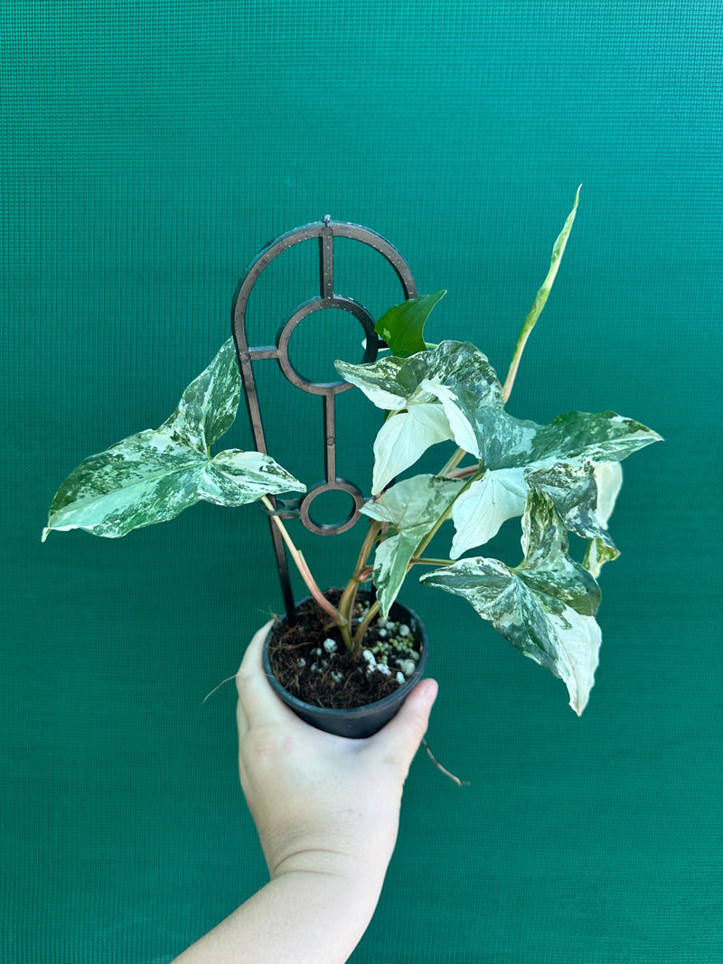 Syngonium ‘Fantasy’